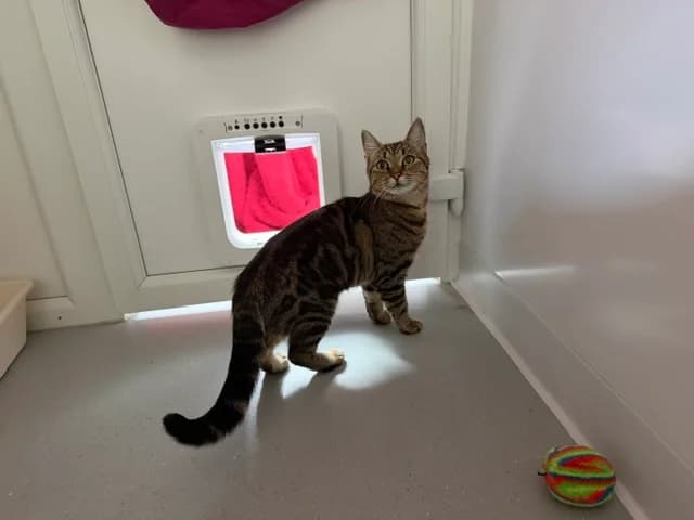Luna, female young Mixed Breed Cat for adoption at Wood Green, London