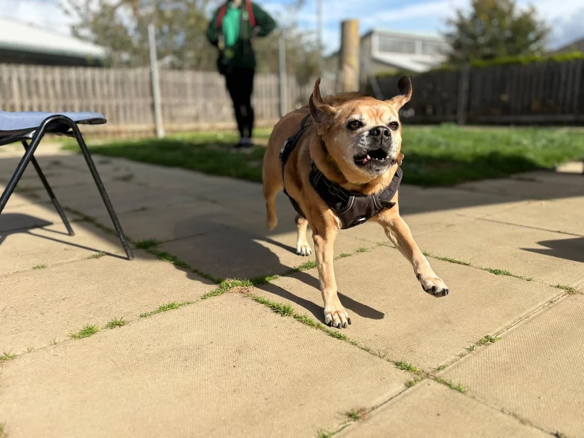 Maddie, female senior Puggle for adoption at Wood Green, London