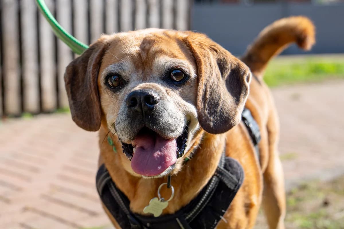 Maddie, female senior Puggle for adoption at Wood Green, London