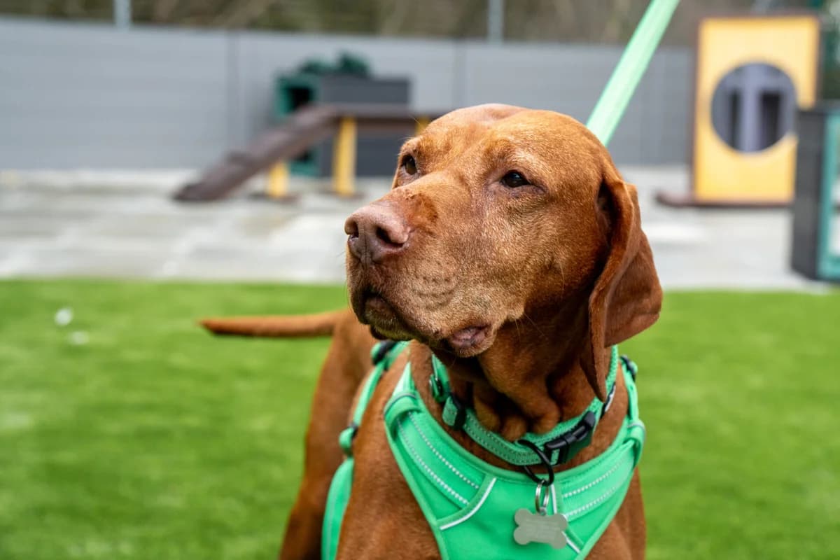 Marley, female senior Vizsla for adoption at Woodgreen Pets Charity