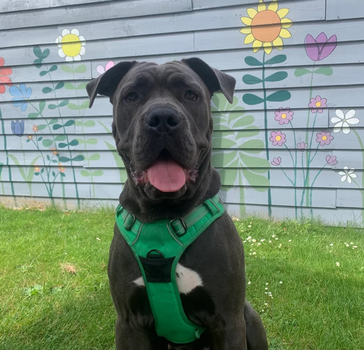Marnie, female young Cane Corso for adoption at Wood Green, London