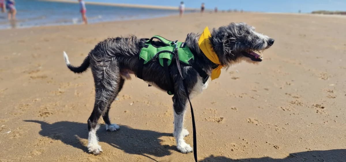 Max, male 7yo Border Collie for adoption at Wood Green, London