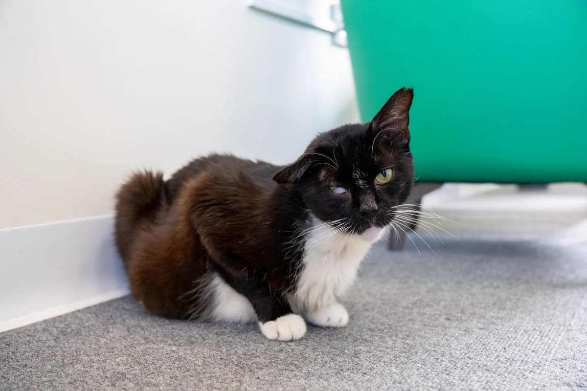 Miller, male senior Mixed Breed Cat for adoption at Wood Green, London