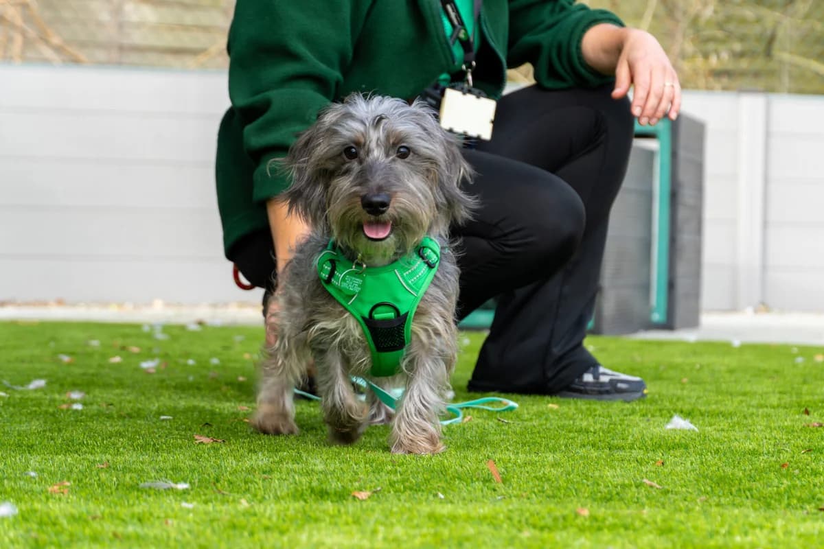 Milo, male puppy Dachshund for adoption at Woodgreen Pets Charity