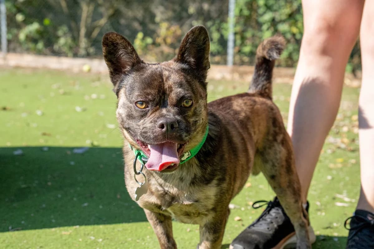 Mischa, male young Pug for adoption at Wood Green, London