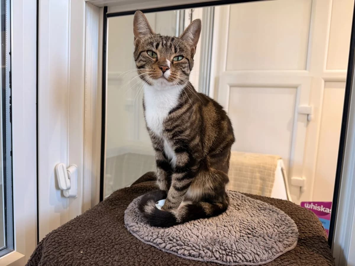 Missy & Mabel, female 7yo Mixed Breed Cat for adoption at Wood Green, London