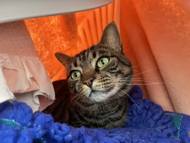 Mitsy, female senior Mixed Breed Cat for adoption at Wood Green, London