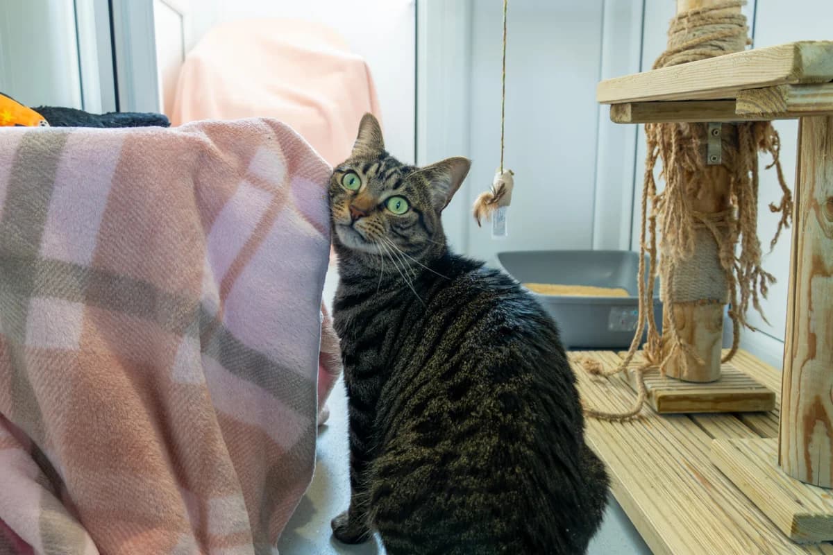 Mitsy, female senior Mixed Breed Cat for adoption at Wood Green, London