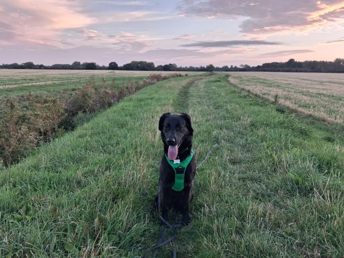 Molly, female 3yo mixed breed for adoption at Wood Green, London