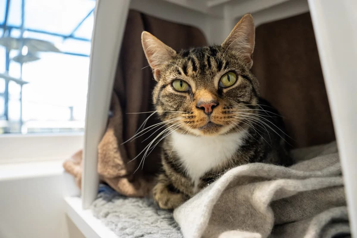 Moon Pie, male 5yo Mixed Breed Cat for adoption at Wood Green, London
