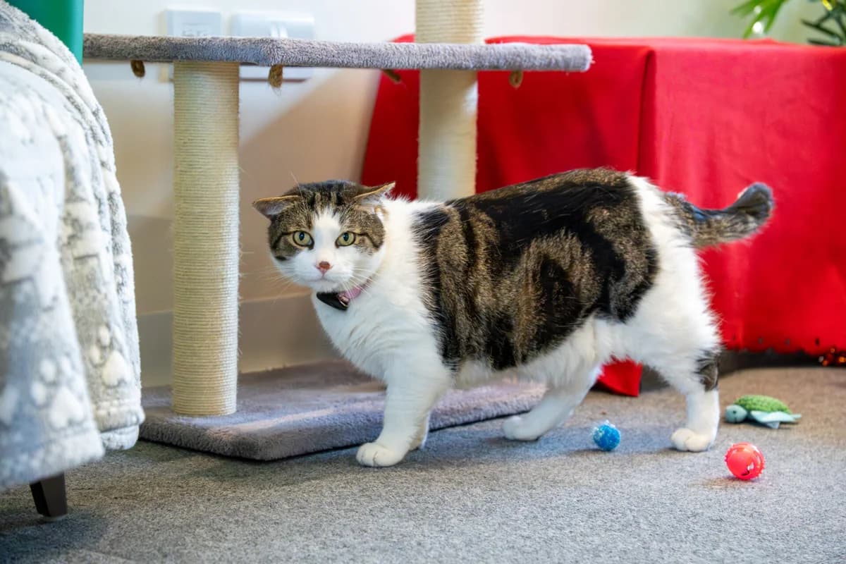 Mr Darcy, Mixed Breed Cat for adoption at Wood Green, London