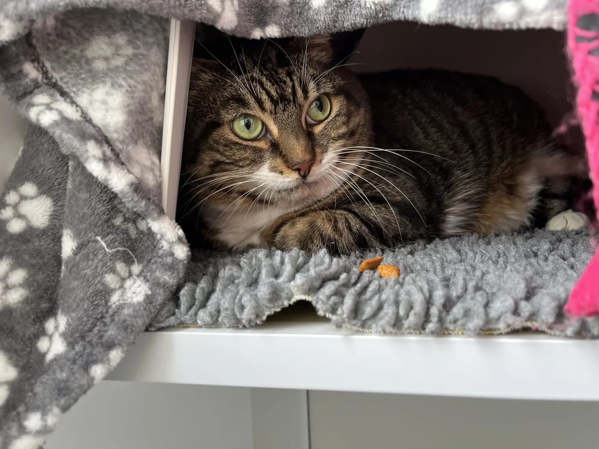 Padma, female senior Mixed Breed Cat for adoption at Wood Green, London