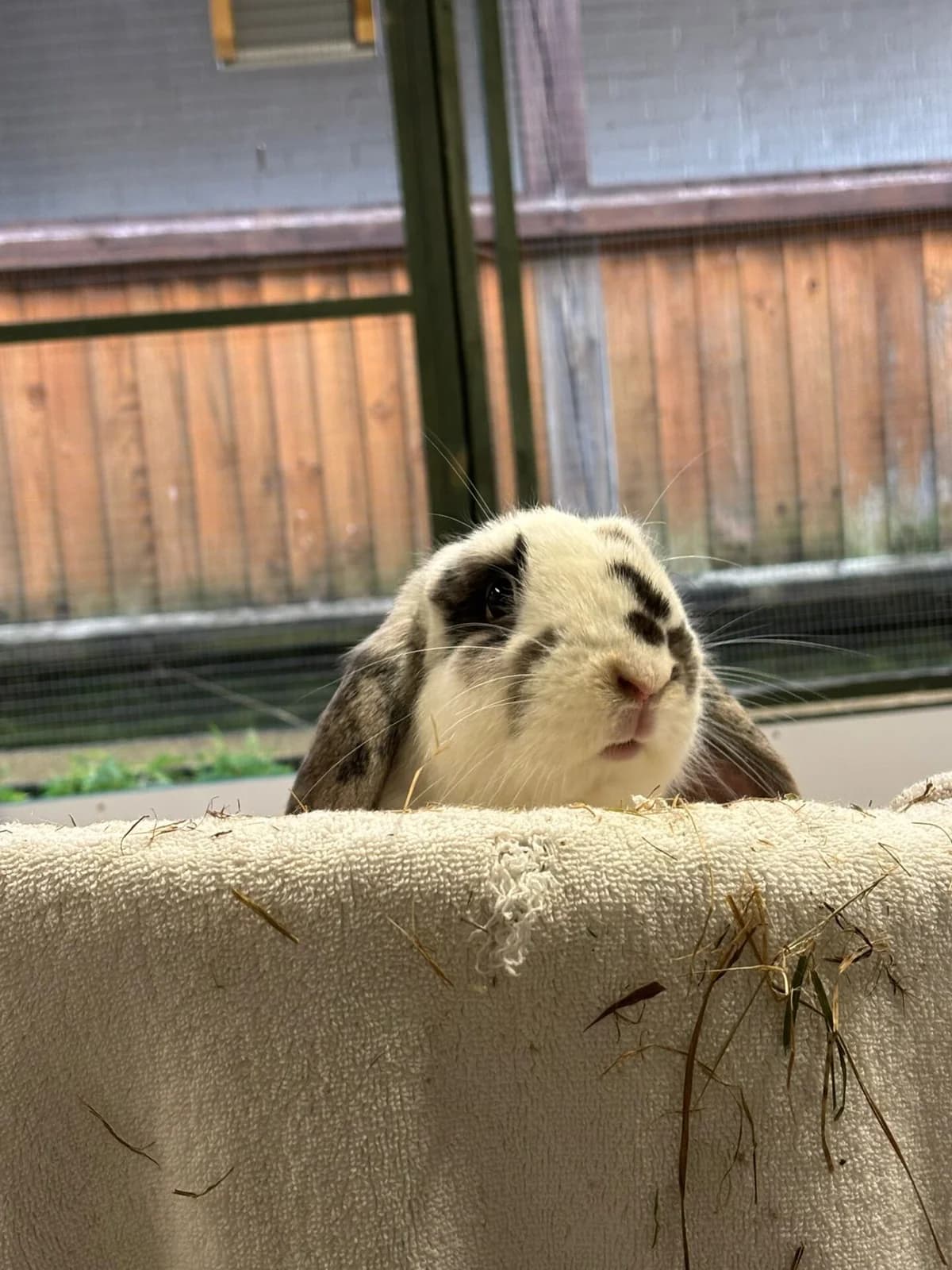 Patsu, Lop Rabbit for adoption at Wood Green, London