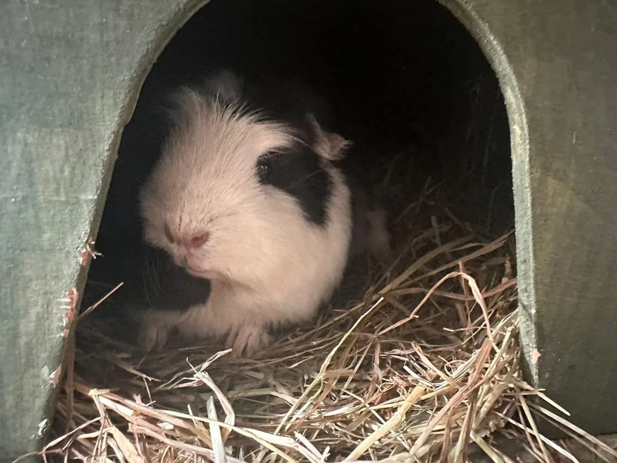 Pebbles, female young mixed breed for adoption at Wood Green, London