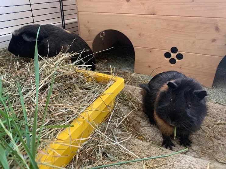 Pedro and Bramble, Abyssinian for adoption at Wood Green, London