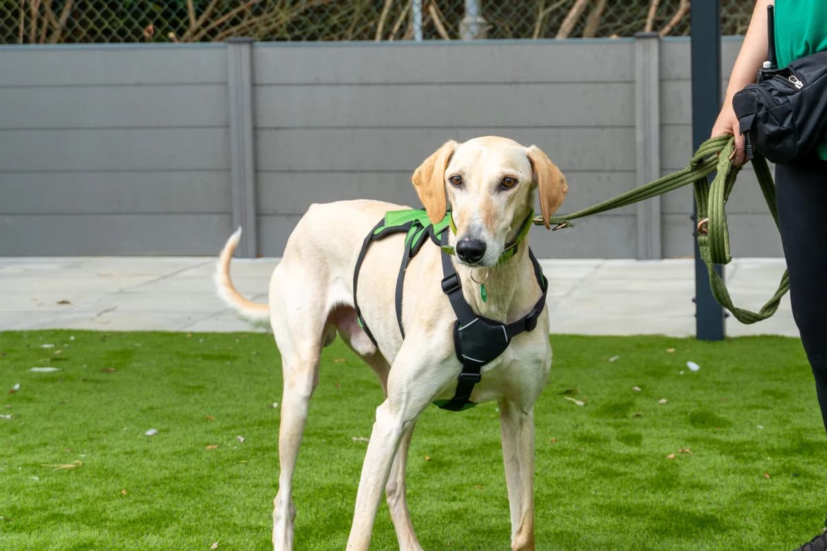 Perry, male 4yo Lurcher for adoption at Wood Green, London
