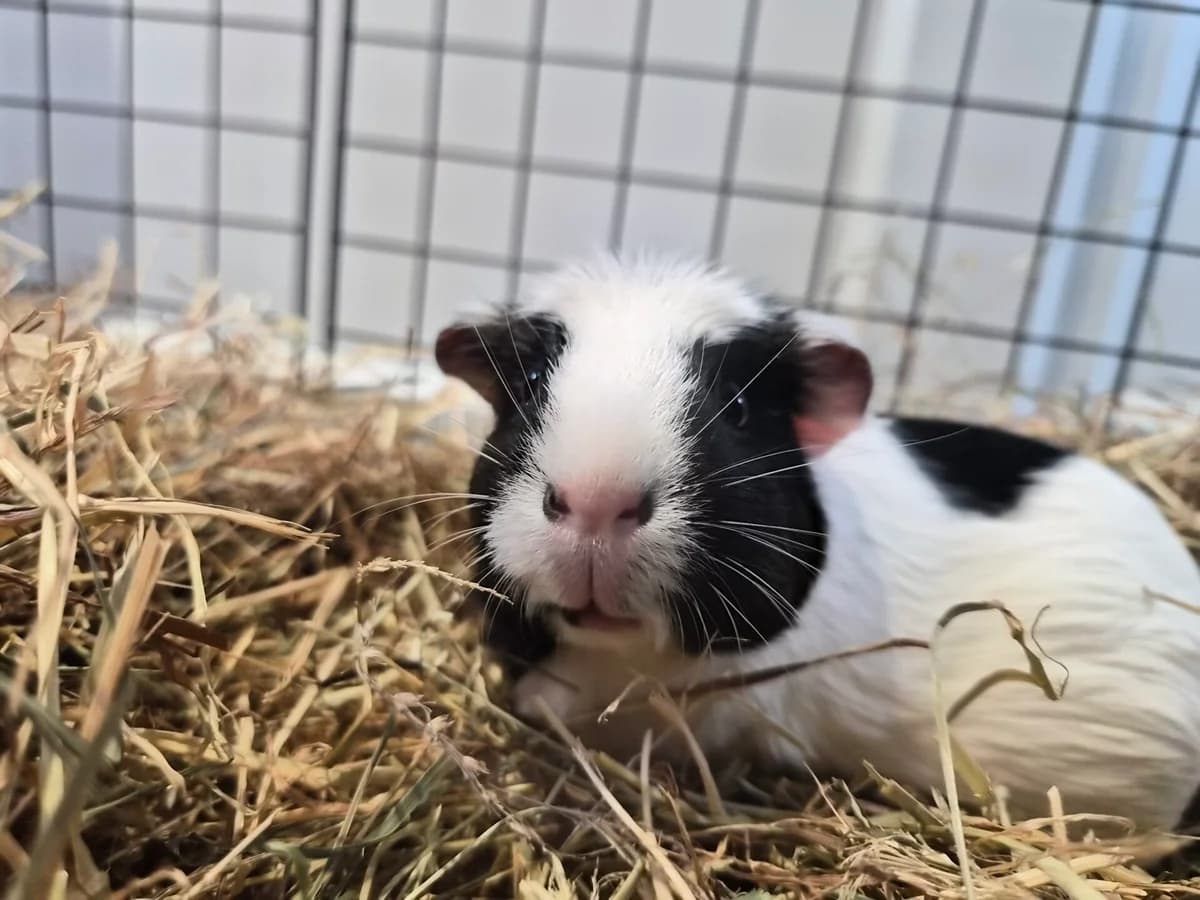 Pie, female senior mixed breed for adoption at Wood Green, London