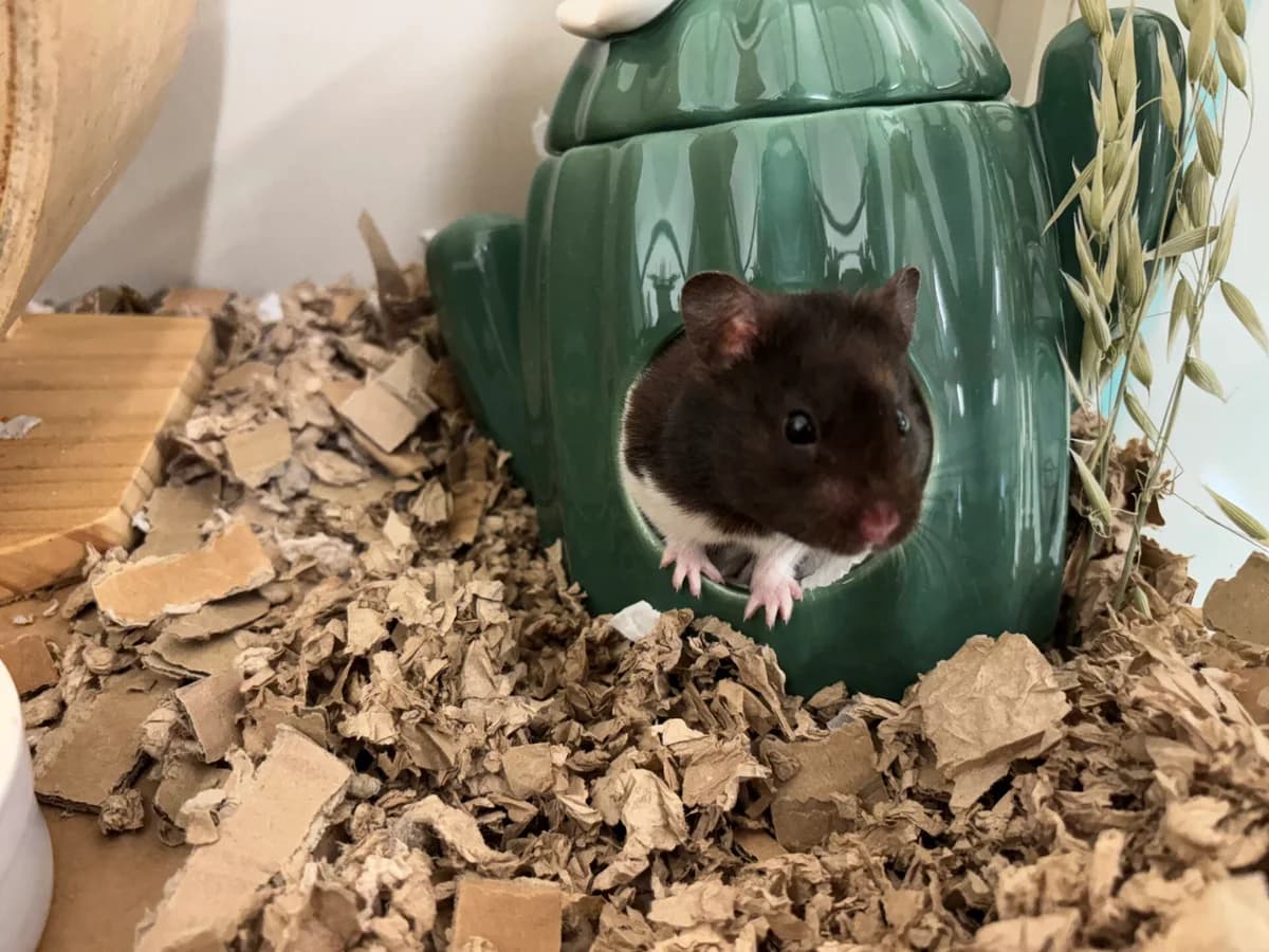 Pongo, male 3yo mixed breed for adoption at Wood Green, London