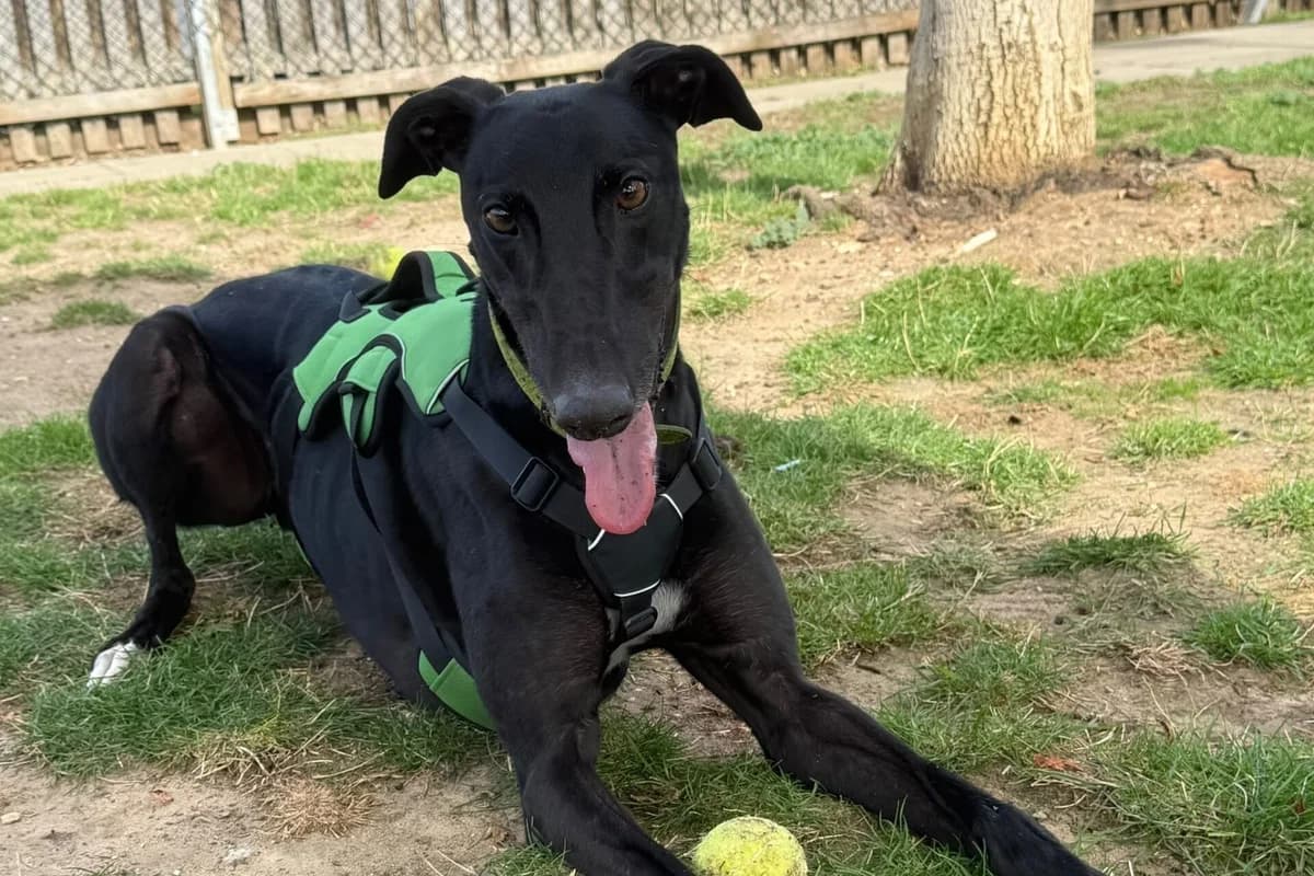 Reggie, male 5yo Greyhound for adoption at Wood Green, London