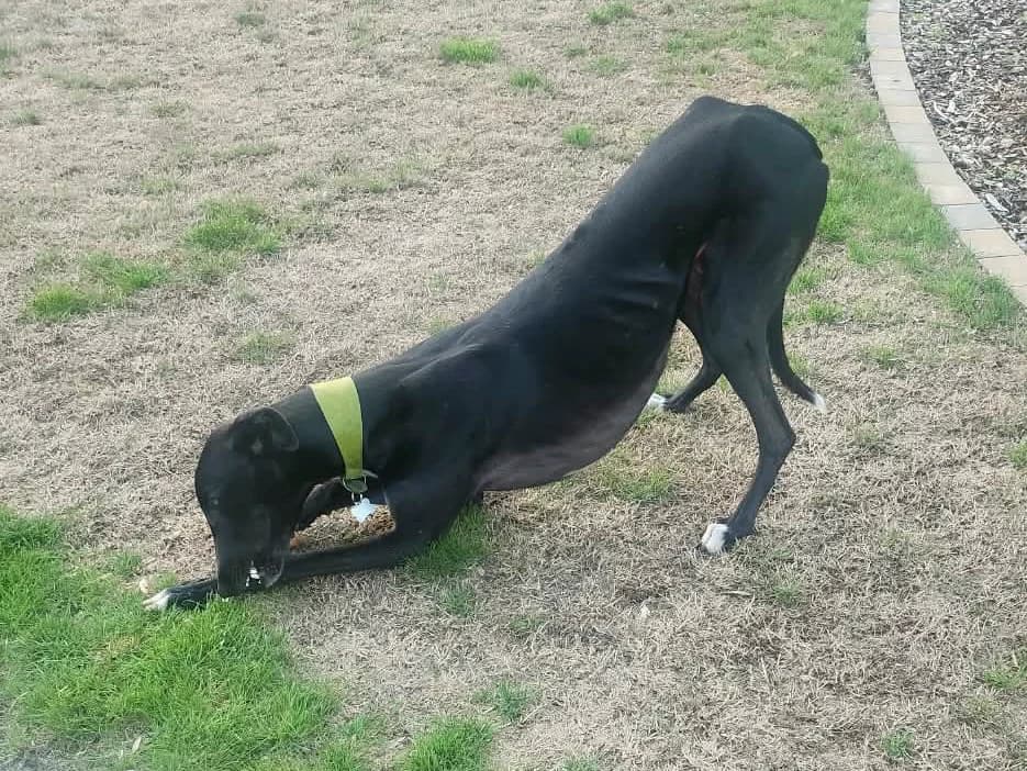 Reggie, male 5yo Greyhound for adoption at Wood Green, London