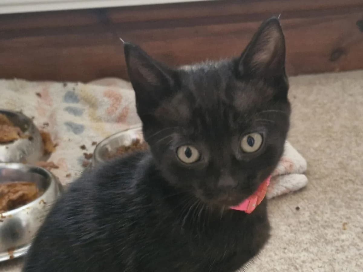 Roll, male puppy Mixed Breed Cat for adoption at Wood Green, London