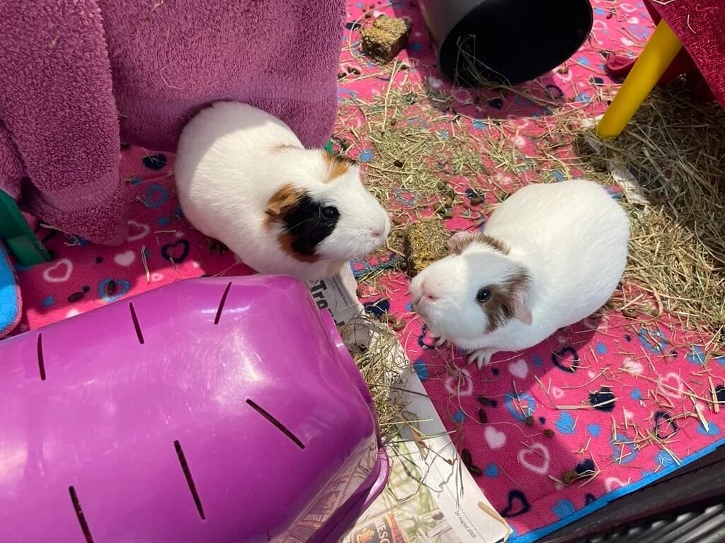 Rosé and Beanie, female 4yo mixed breed for adoption at Wood Green, London