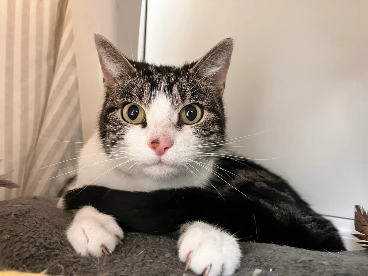 Rosso, male senior Mixed Breed Cat for adoption at Wood Green, London