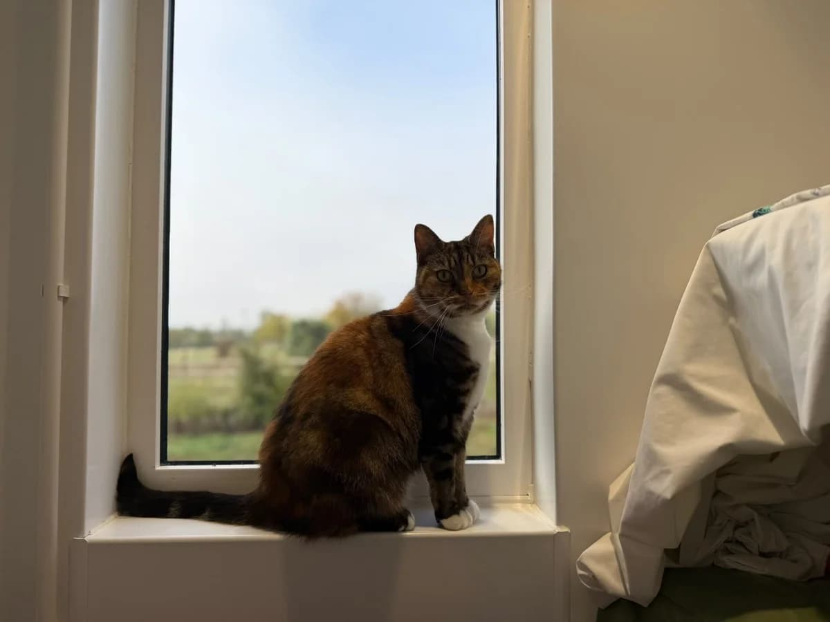 Rudi, female senior Mixed Breed Cat for adoption at Wood Green, London