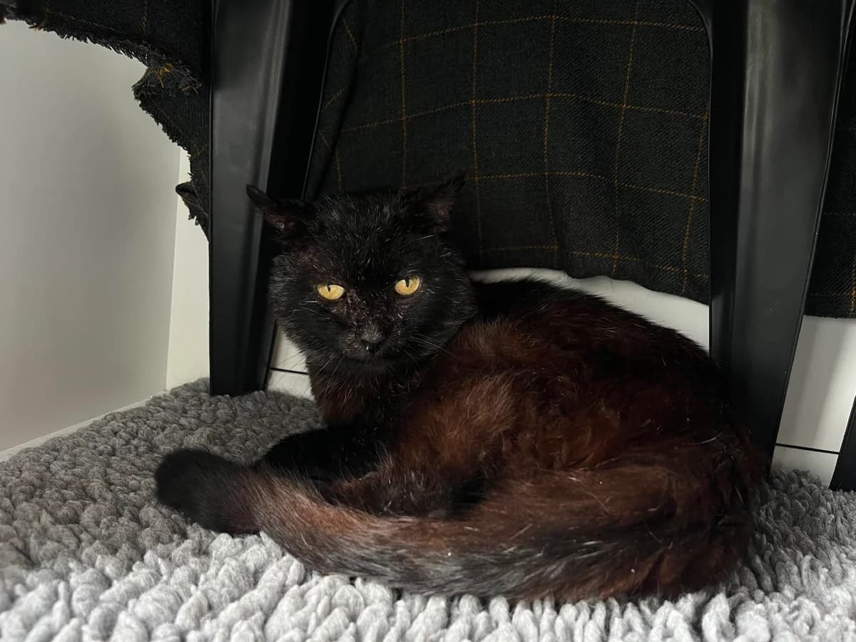 Scruff, male 6yo Mixed Breed Cat for adoption at Wood Green, London