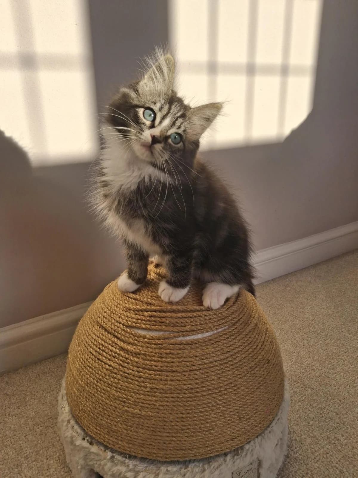 Sir Didymus (tabby) & Ambrosius (black), male puppy mixed breed for adoption at Wood Green, London