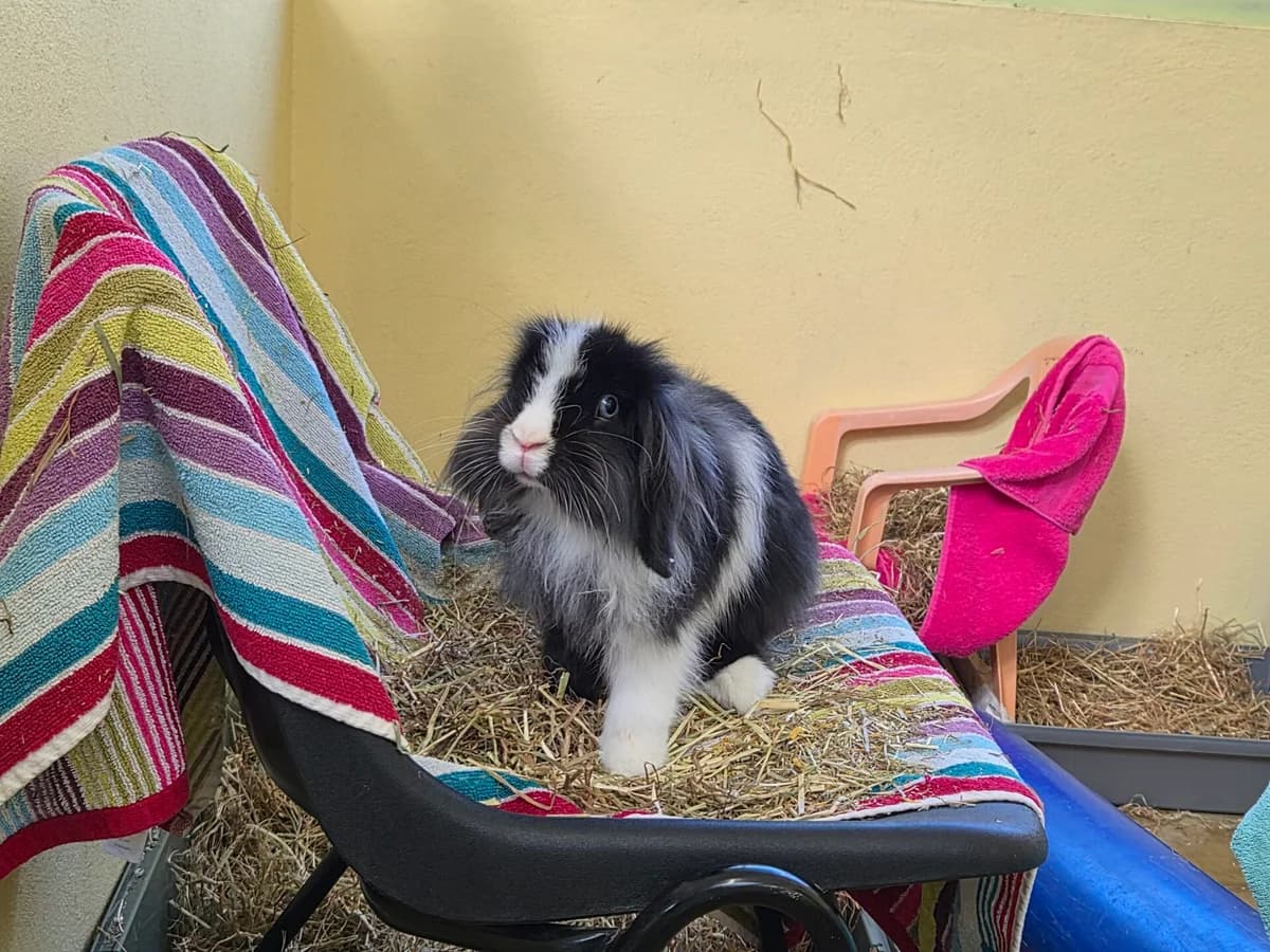 Sir Fluffington, male young mixed breed for adoption at Woodgreen Pets Charity