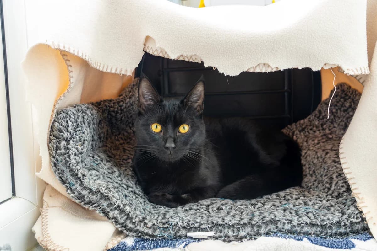 Skittles, male young Mixed Breed Cat for adoption at Wood Green, London