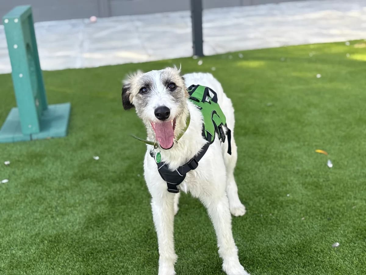 Sonia, female young mixed breed for adoption at Woodgreen Pets Charity