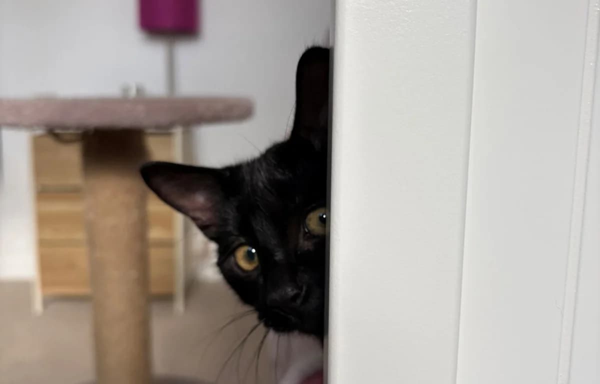Spooks, female Mixed Breed Cat for adoption at Wood Green, London