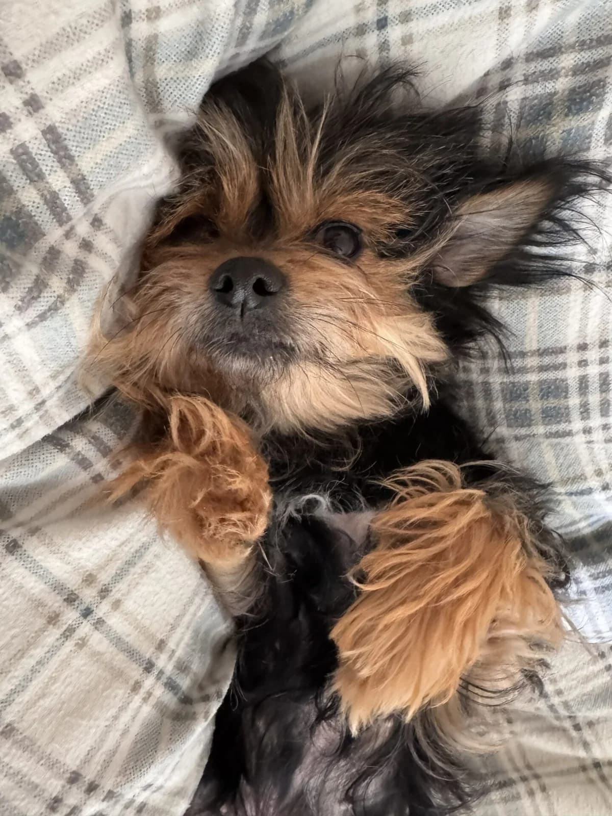 Tilly & Joey, female 6yo Chihuahua for adoption at Wood Green, London