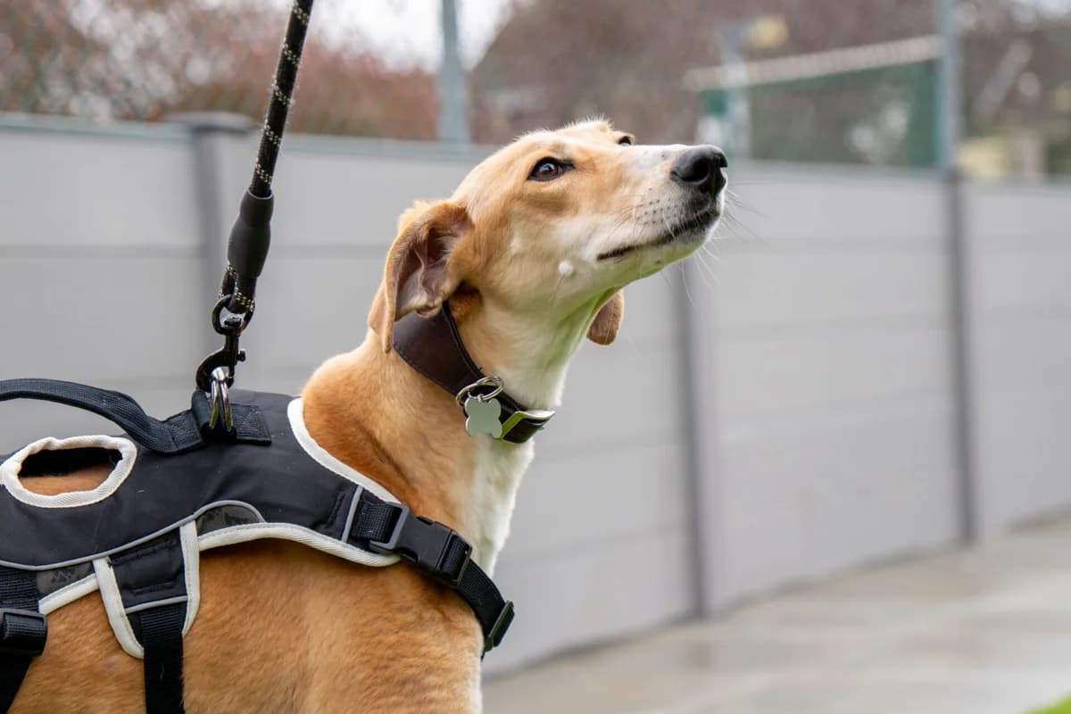 Tiramisu, female 3yo Lurcher for adoption at Wood Green, London