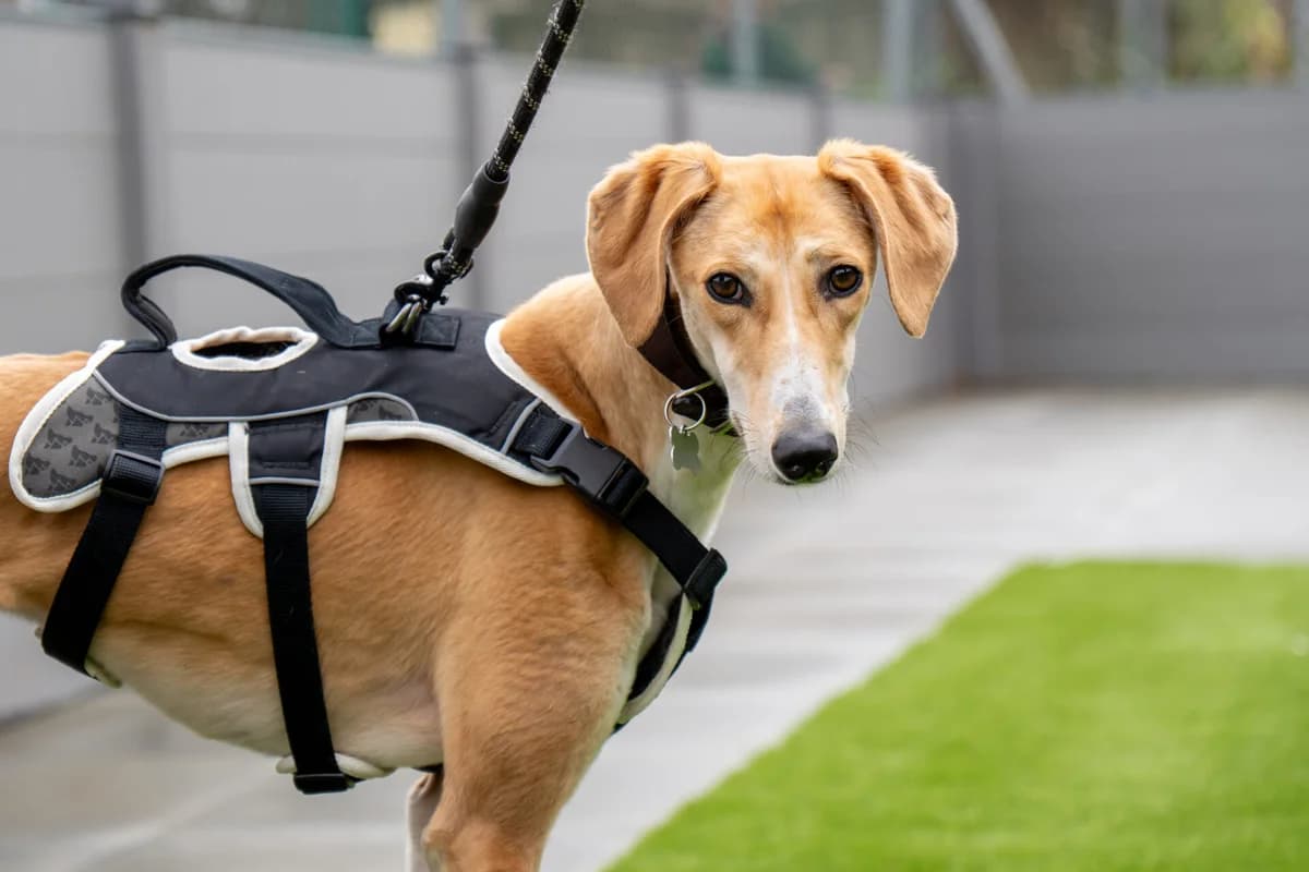 Tiramisu, female 3yo Lurcher for adoption at Woodgreen Pets Charity