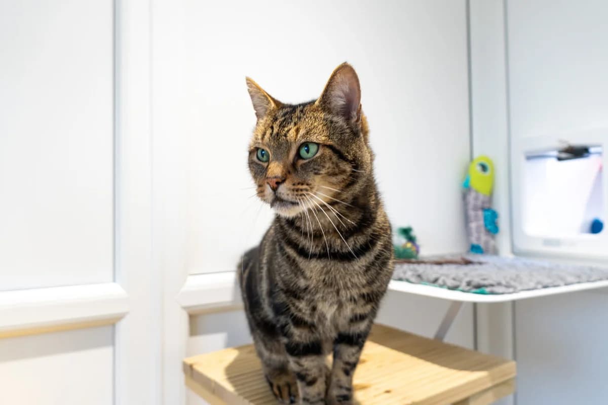 Toffee, male senior Mixed Breed Cat for adoption at Wood Green, London