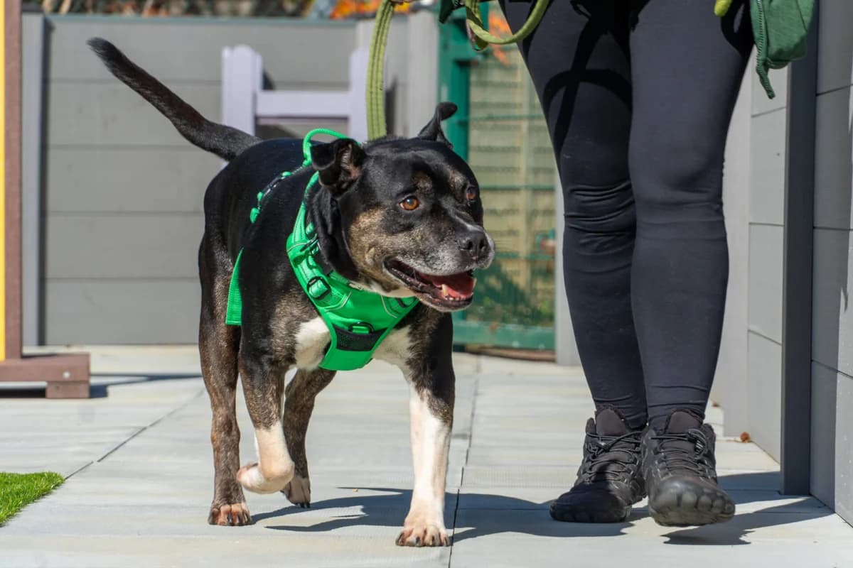 Tyson, male senior Staffordshire Bull Terrier for adoption at Woodgreen Pets Charity
