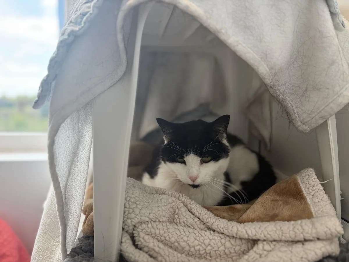 Wisp, female senior Mixed Breed Cat for adoption at Wood Green, London