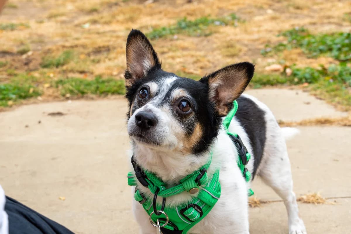 Alfie, male senior Jack Russell Terrier for adoption at Woodgreen Pets Charity