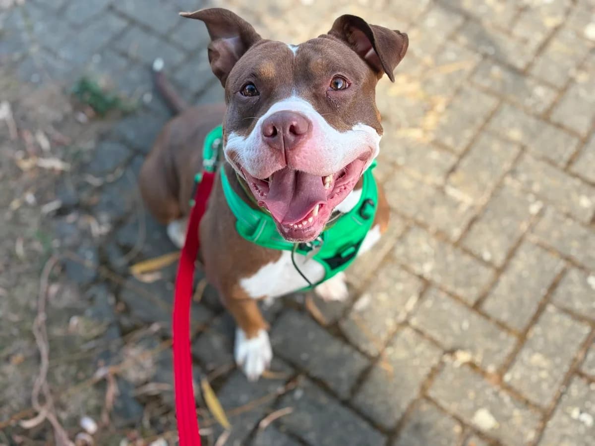 Armani, female 4yo Mixed Breed for adoption at Woodgreen Pets Charity