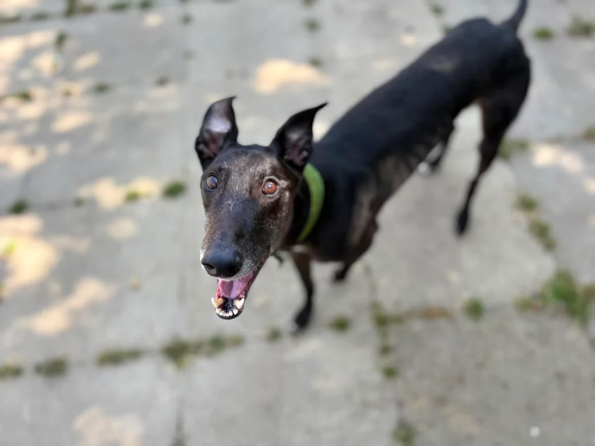 Ben, male 3yo Greyhound for adoption at Woodgreen Pets Charity