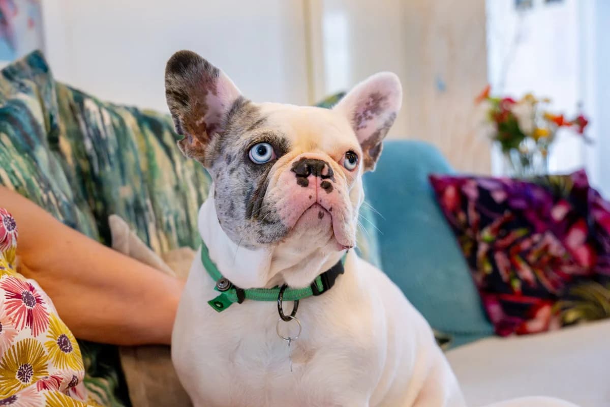 Blu, female 5yo English Bulldog for adoption at Woodgreen Pets Charity