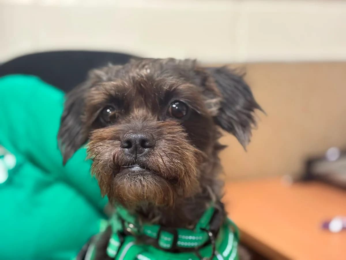 Briar, female 4yo Poodle for adoption at Woodgreen Pets Charity