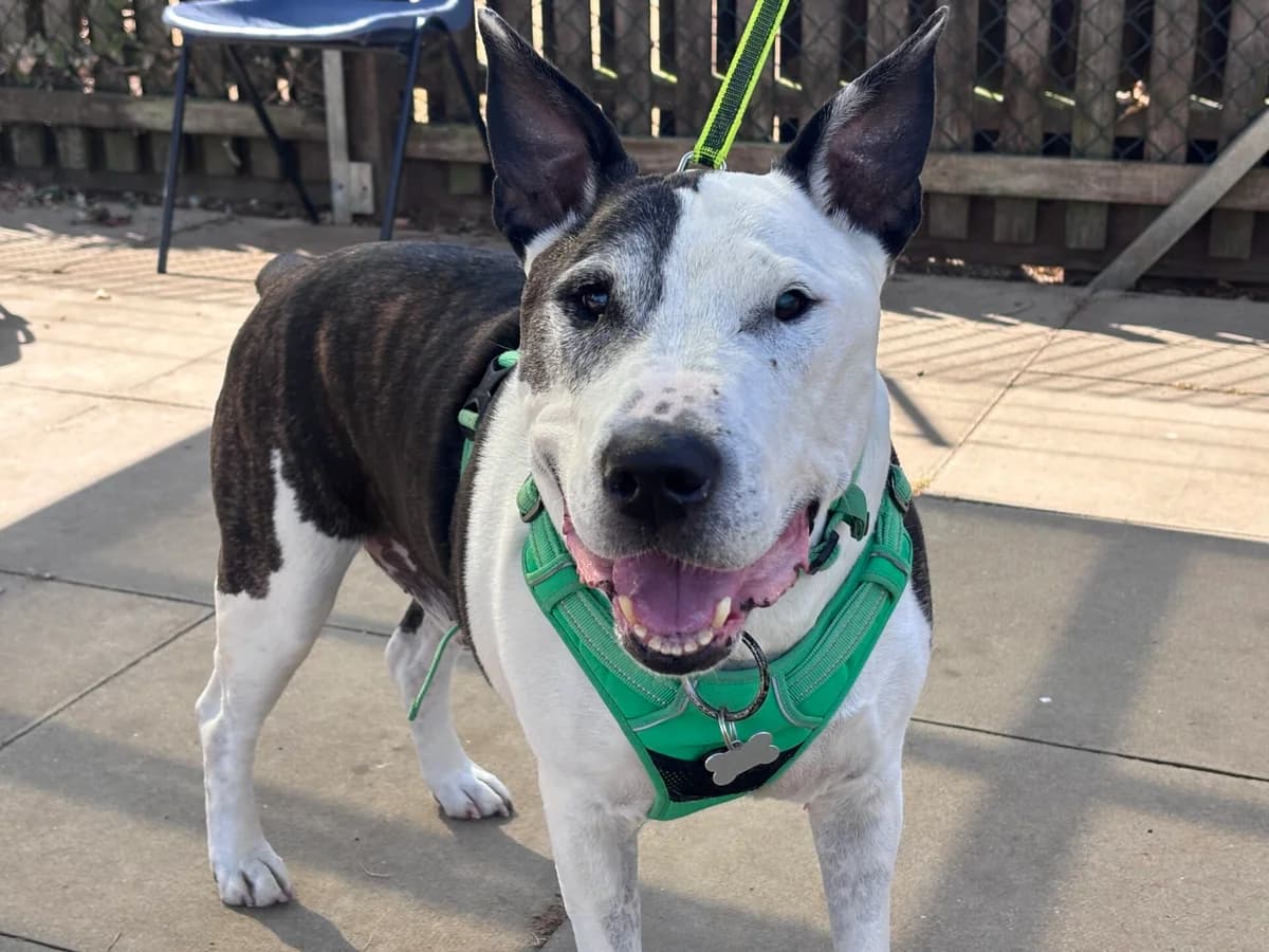 Buddy, male senior Staffordshire Bull Terrier for adoption at Woodgreen Pets Charity