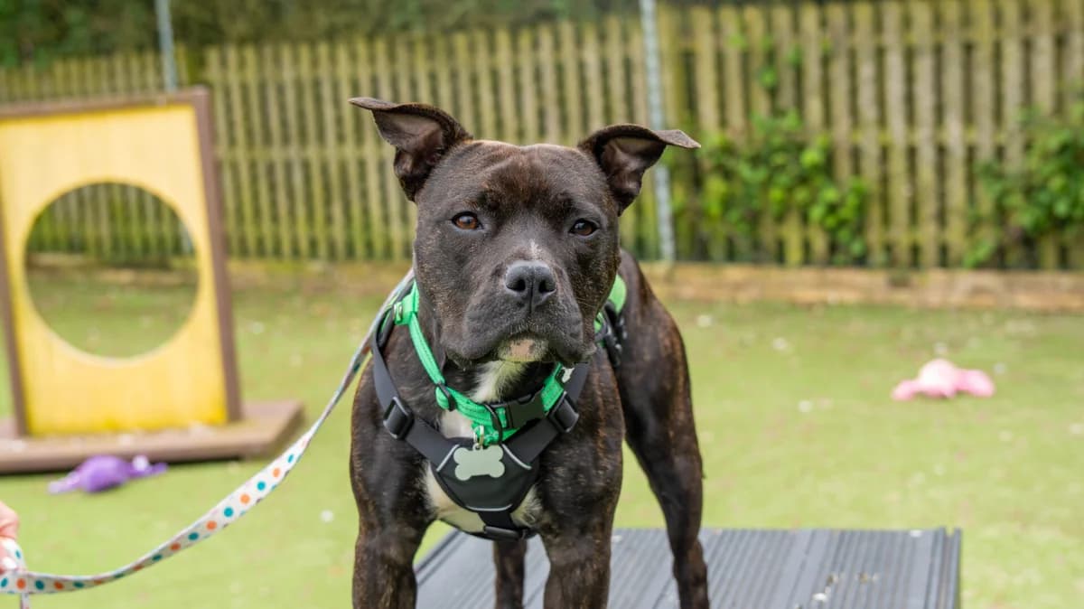 Buddy, male young Staffordshire Bull Terrier for adoption at Woodgreen Pets Charity