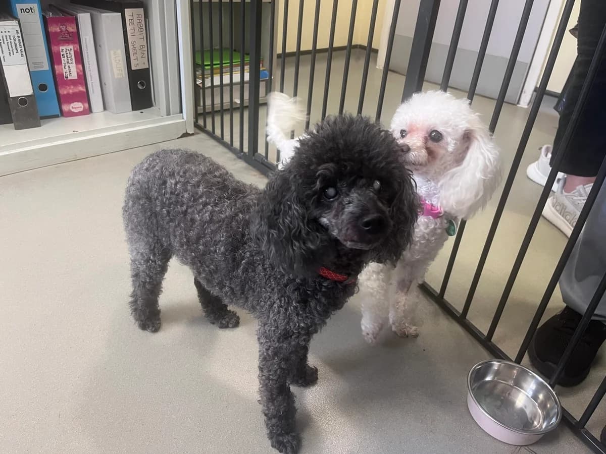 Candi and Ash, female senior Poodle for adoption at Woodgreen Pets Charity