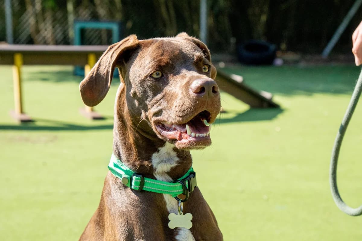 Chase, male young Weimaraner for adoption at Woodgreen Pets Charity