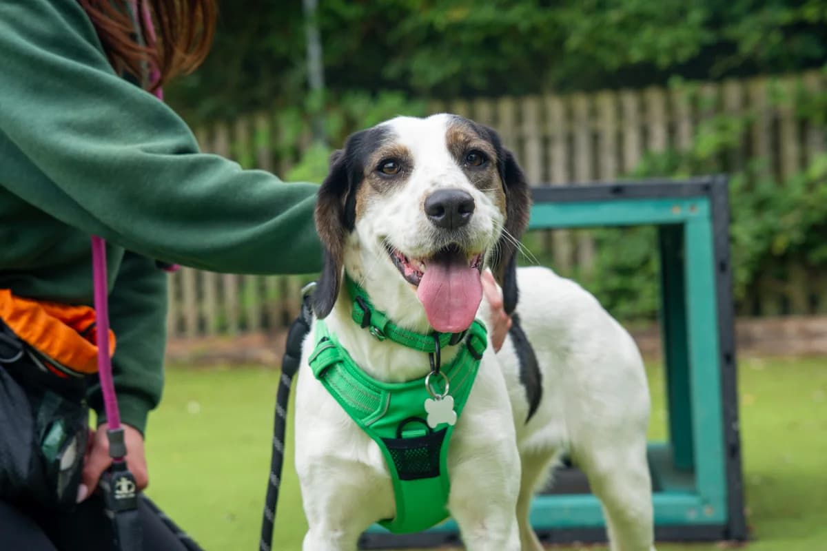Chunk, female young Cocker Spaniel for adoption at Woodgreen Pets Charity